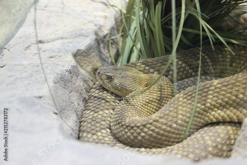 Quadro su tela A Mexican West Coast Rattlesnake at a local zoo