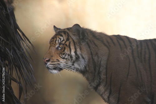 Foto A Sumatran Tiger at a local zoo