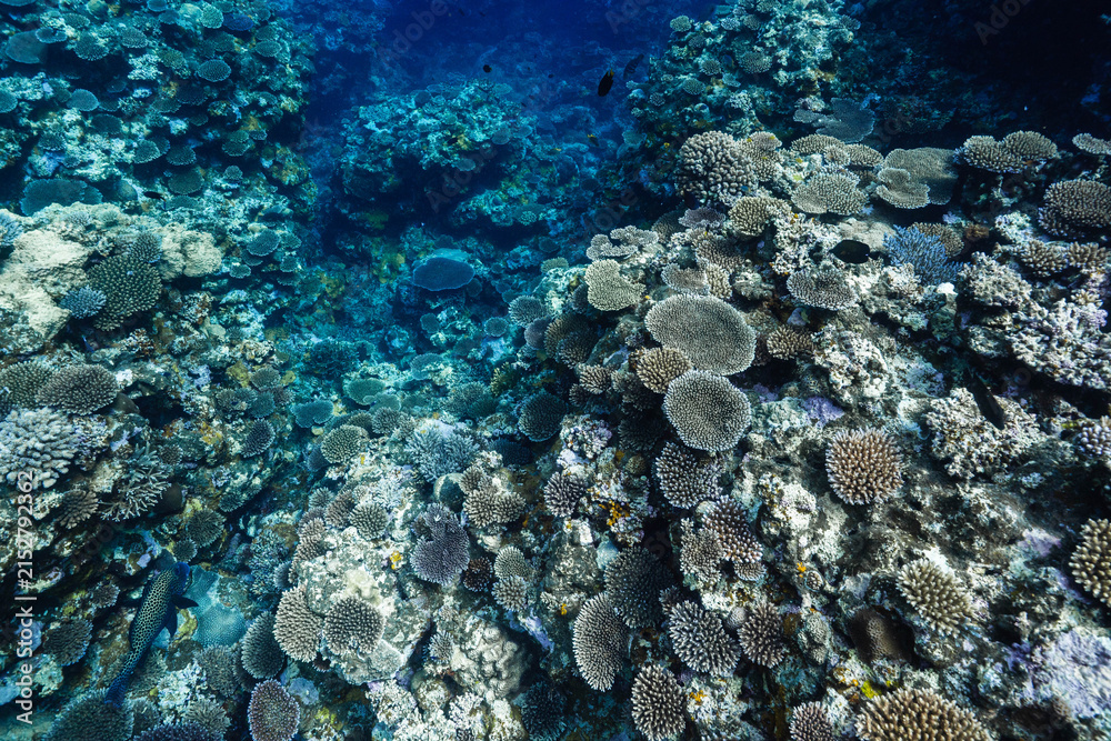 Obraz premium Colorful Coral Reef Formation in Clear Tropical Ocean Water