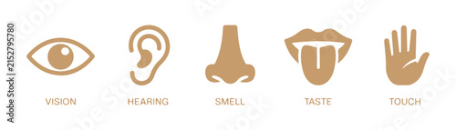 Tan colored five senses vector set including eye ear nose tongue and hand symbols for skin care marketing.