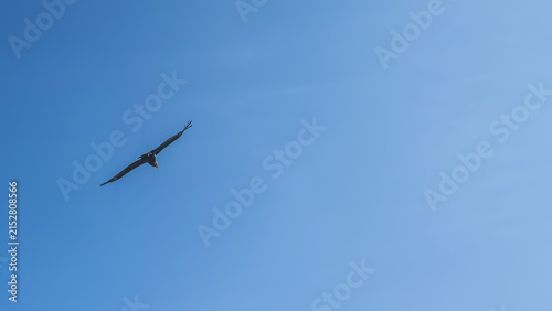 Quadro su tela Silhouette of a flying condor against a clear blue sky