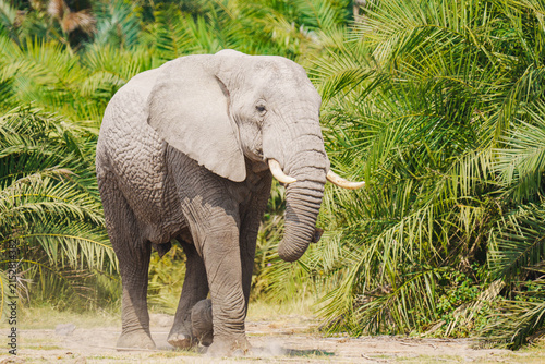 elephant