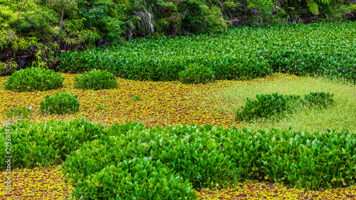 Obraz na plátne Aquatic plant landscape in wetland ponds: Water lilies and green duckweed covering the water surface