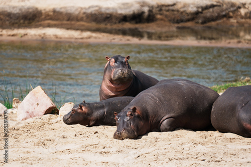 Fotografía hippopotamus resting on the sand