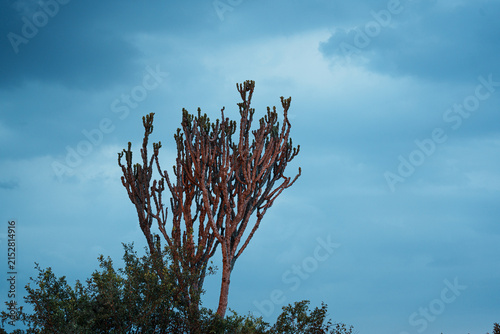 tree and sky