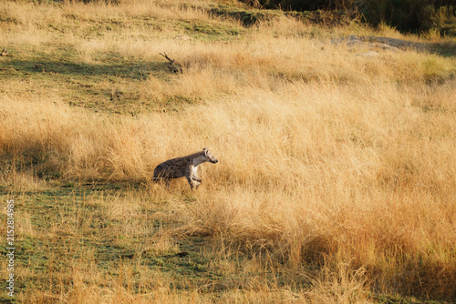 Photography hunting dog in the grass