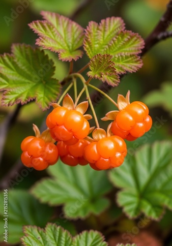 Amber Jewels of the Wild