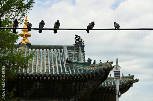 A group of pigeons on a wire in front of a temple in Mongolia