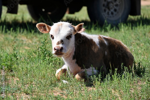 Calf lying down in the meadow in front of the van