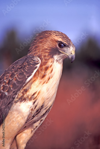 Fotografie Red-tailed Hawk looking down at the ground
