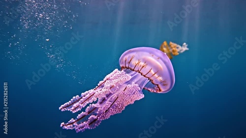 Purple jellyfish swimming in deep blue ocean water.