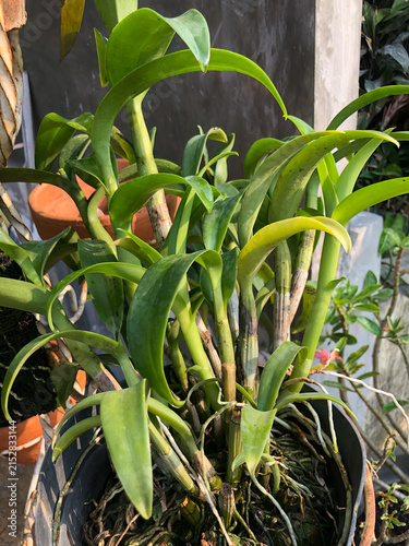 Quadro su tela Potted dendrobium orchid growing with visible roots and stems