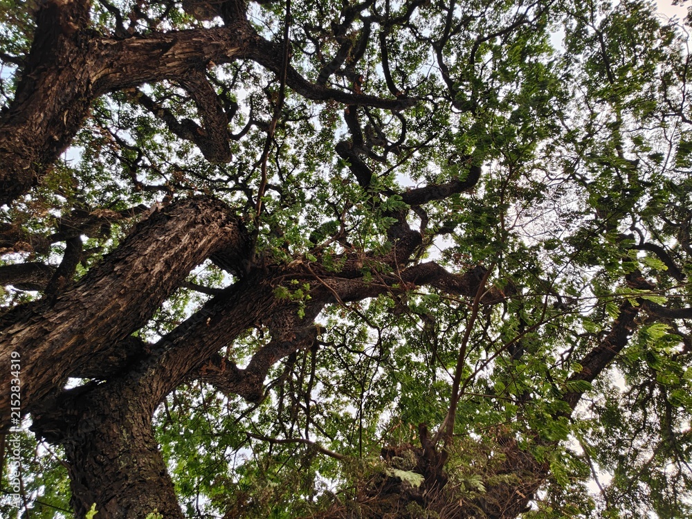 Fototapeta premium tree in spring