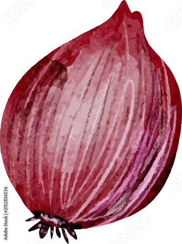 Cuadro en lienzo Watercolor red onion with pink and purple hues