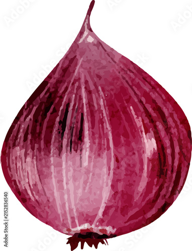 Cuadro en lienzo Watercolor red onion with transparent background