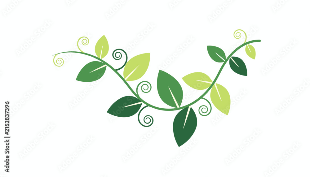 Obraz premium Elegant green botanical vine with delicate leaves and swirling tendrils, perfect for decorative headers.