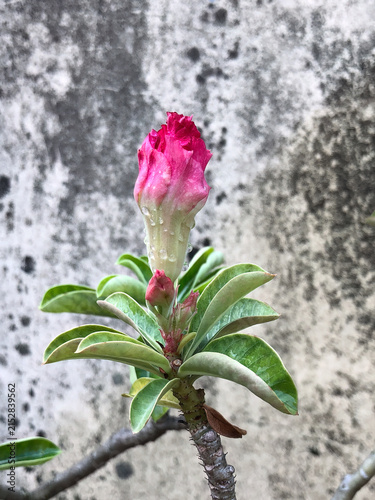 Pink adenium bud displaying layered petals before flowering. Detailed tropical ornamental plant with green leaves, suitable for gardening, botanical, and natural design themes.
