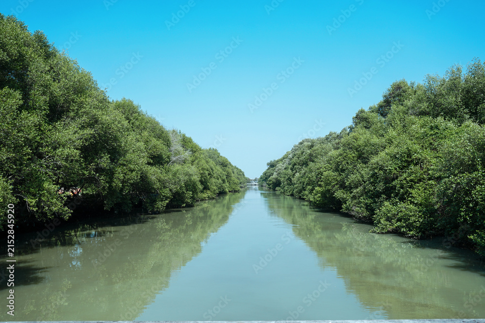 Fototapeta premium Symmetrical calm water channel flowing through dense tropical mangrove trees ecosystem