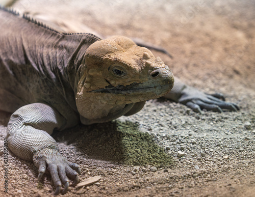 Photography Close-up of a likely hungry whorl-tailed iguana foraging for food