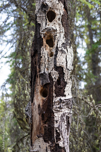 Fotografía Tree trunk with woodpecker holes, close up