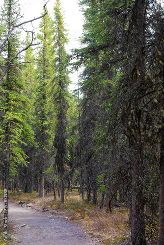 path in the forest
