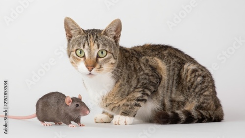 Cat and Rat Friendship in Studio Setting with White Background