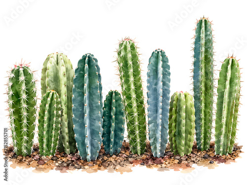 Watercolor illustration of diverse columnar cacti growing on rocky soil, featuring varied green and blue tones, sharp spines, natural textures, and an isolated white background.