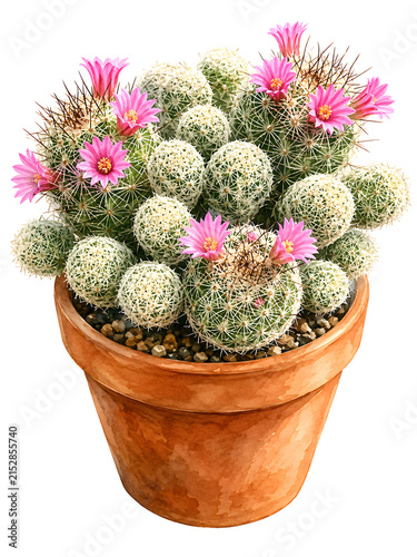 Watercolor illustration of a flowering cactus garden in a terracotta pot, featuring pink blooms, intricate spines, green textures, and clean white background. ideal for botanical decor.