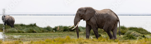 African Elephant Bull with Tusks Walking Along Marsh Shoreline, Amboseli National Park, Kenya