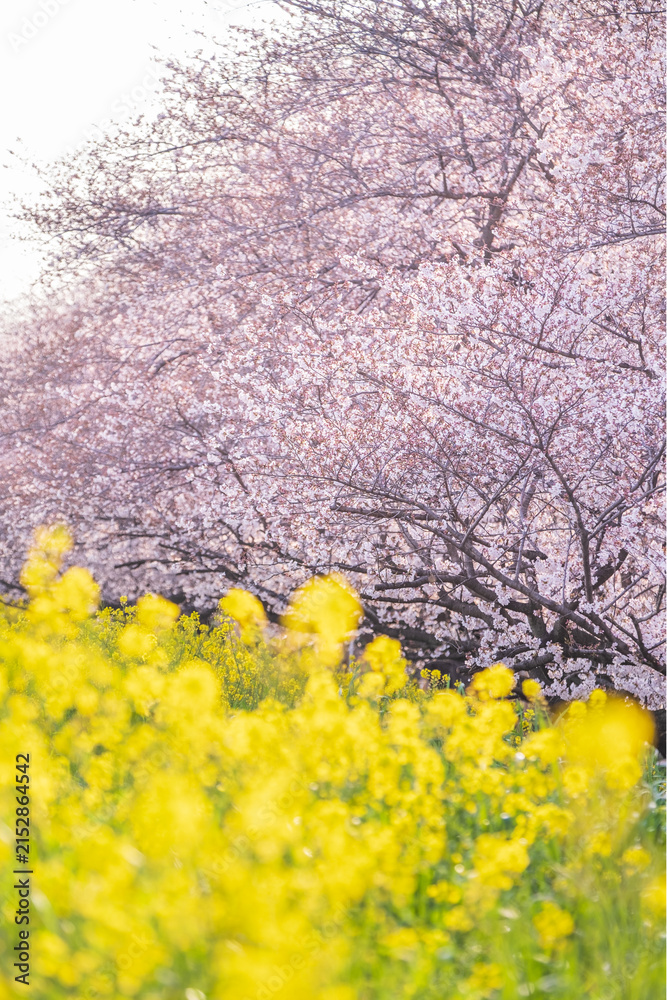 Naklejka premium 桜 菜の花 熊谷桜堤