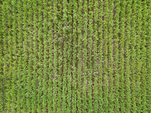 Top down drone aerial view of sugarcane plantation with green crop rows and agricultural pattern