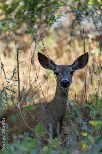 Canvas Print deer in the woods