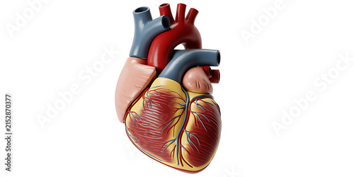Detailed 3D anatomical model of a human heart with red arteries and blue veins isolated on white