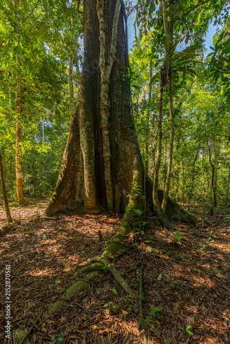 Foto A towering kapok tree in the Amazon rainforest, surrounded by dense greenery and