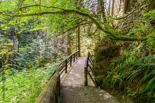 Wooden footbridge crossing a stream in a green forest. Scenic view of nature. Concept of a peaceful journey in a quiet, mysterious wilderness landscape