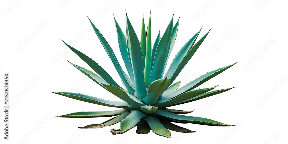 Fototapeta premium Vibrant blue green agave plant with spiky pointed leaves isolated on a white background 