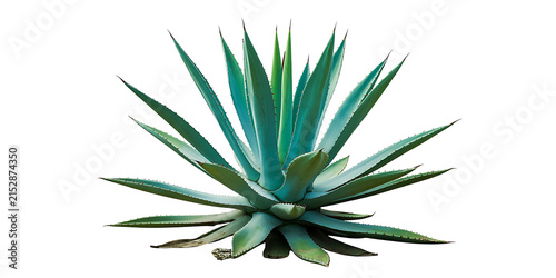 Vibrant blue green agave plant with spiky pointed leaves isolated on a white background 