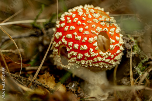 Foto Fly agaric (Amanita muscaria) mushroom growing in forest floor grass