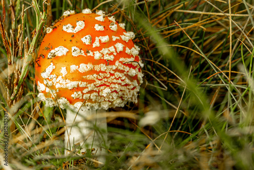 Foto Fly agaric (Amanita muscaria) mushroom growing in forest floor grass