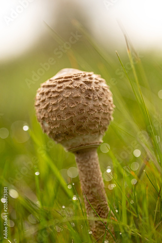Obraz na plátně Young parasol mushroom (Macrolepiota procera) growing in dewy fresh green grass