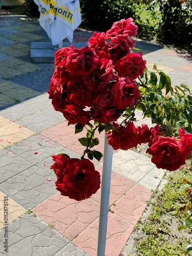 red roses in a garden
