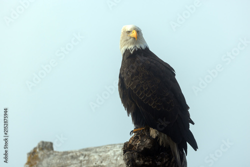 Mature American Bald Eagle Perched on Coastal Driftwood with fog mist background in Homer Spit, Alaska