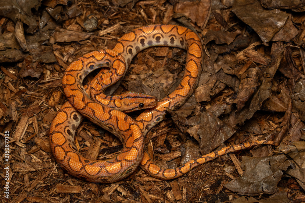 Naklejka premium The Brazilian rainbow boa (Epicrates cenchria) is non-venomous snake, semi-arboreal, and native to Central and South America.