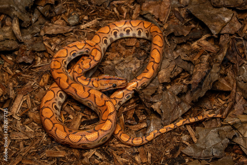 The Brazilian rainbow boa (Epicrates cenchria) is non-venomous snake, semi-arboreal, and native to Central and South America. 