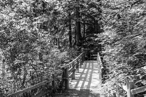 black and white Wooden footbridge crossing a stream in a green forest. Scenic view of nature. Concept of a peaceful journey in a quiet, mysterious wilderness landscape