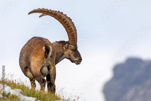 Steinbock - Walsertal - Allgäu - Alpensteinbock - Hörner