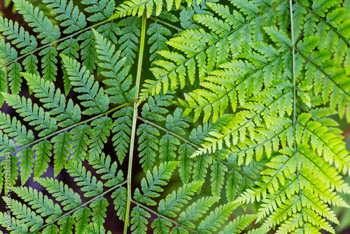 Fern leaves or Polypodiopsida or Polypodiophyta plant in sunlight.