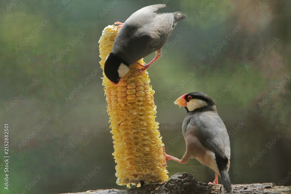 Fototapeta premium Java sparrows can be seen eating corn