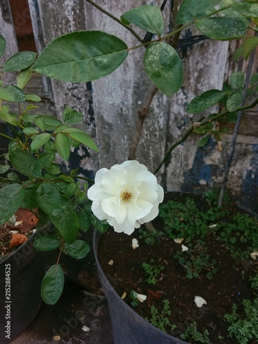 Cuadro en lienzo shows a white rose in full bloom