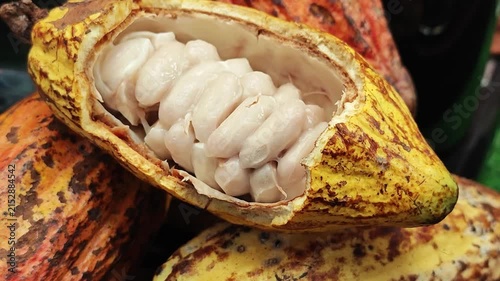 Fresh cocoa